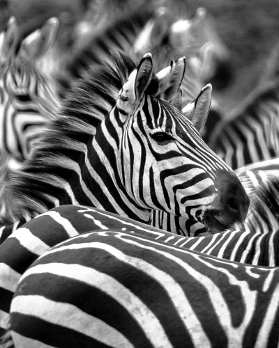 Zebras